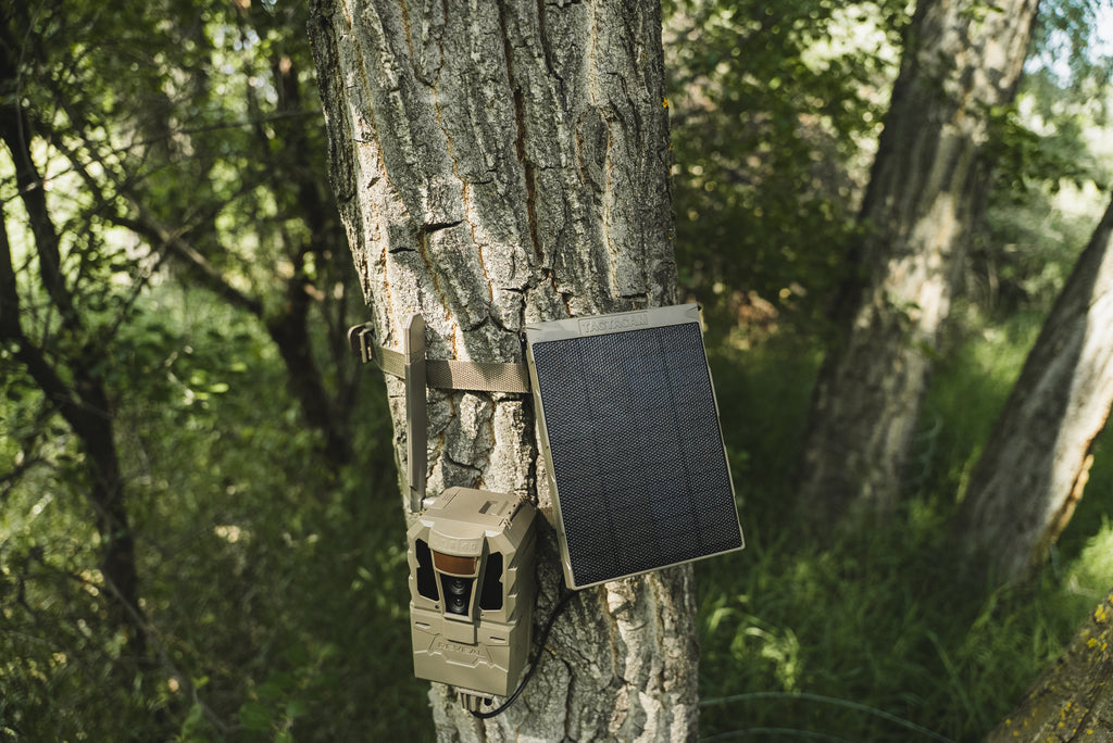 A beige trail camera with an attached rectangular solar panel, mounted on the side of a tree trunk in a forest setting.